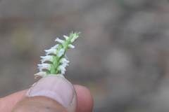 Spiranthes ovalis ovalis