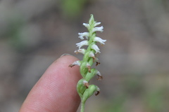 Spiranthes ovalis ovalis