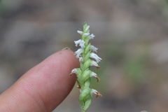Spiranthes ovalis ovalis