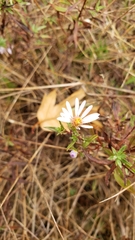 Symphyotrichum hallii
