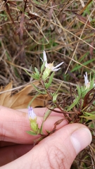 Symphyotrichum hallii