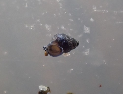 Eatoniella olivacea, 2020-10-18
