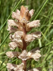 Orobanche minor