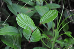 Cavendishia axillaris