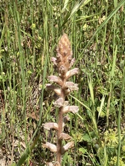 Orobanche minor