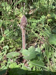 Orobanche minor