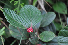 Cavendishia axillaris