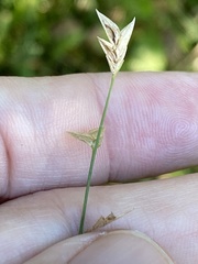 Chasmanthium nitidum