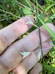 Chasmanthium nitidum