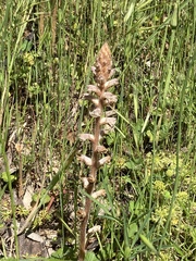 Orobanche minor