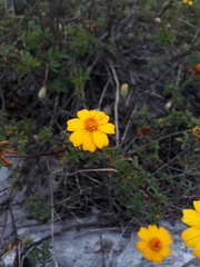 Tagetes moorei