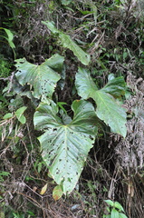 Anthurium formosum