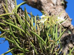 Brassavola