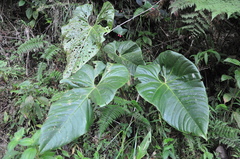 Anthurium formosum