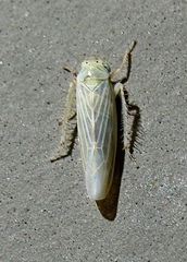 Macrosteles quadrilineatus
