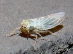 Macrosteles quadrilineatus