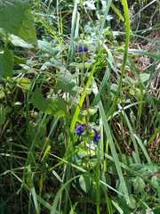 Scutellaria dumetorum