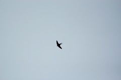 Cheramoeca leucosterna