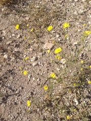 Gutierrezia sphaerocephala