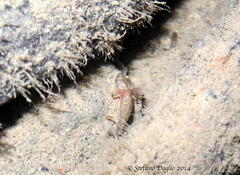 Salamandrina perspicillata