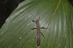 Creoxylus