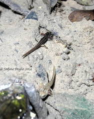 Salamandrina perspicillata
