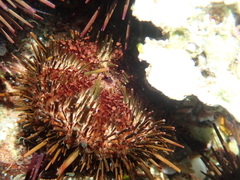 Heliocidaris