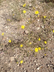Gutierrezia sphaerocephala