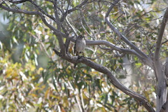 Drymodes brunneopygia