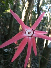 Passiflora speciosa