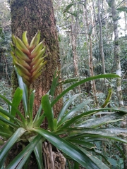 Vriesea paraibica