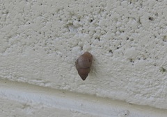 Bulimulus dysoni