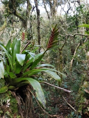 Vriesea interrogatoria