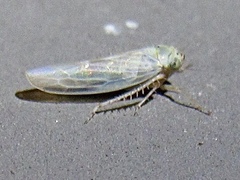 Macrosteles quadrilineatus