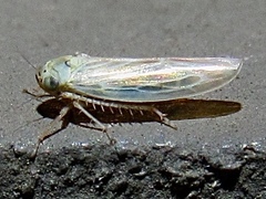 Macrosteles quadrilineatus