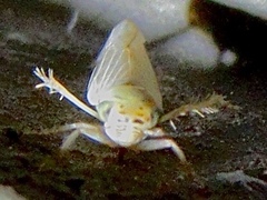 Macrosteles quadrilineatus