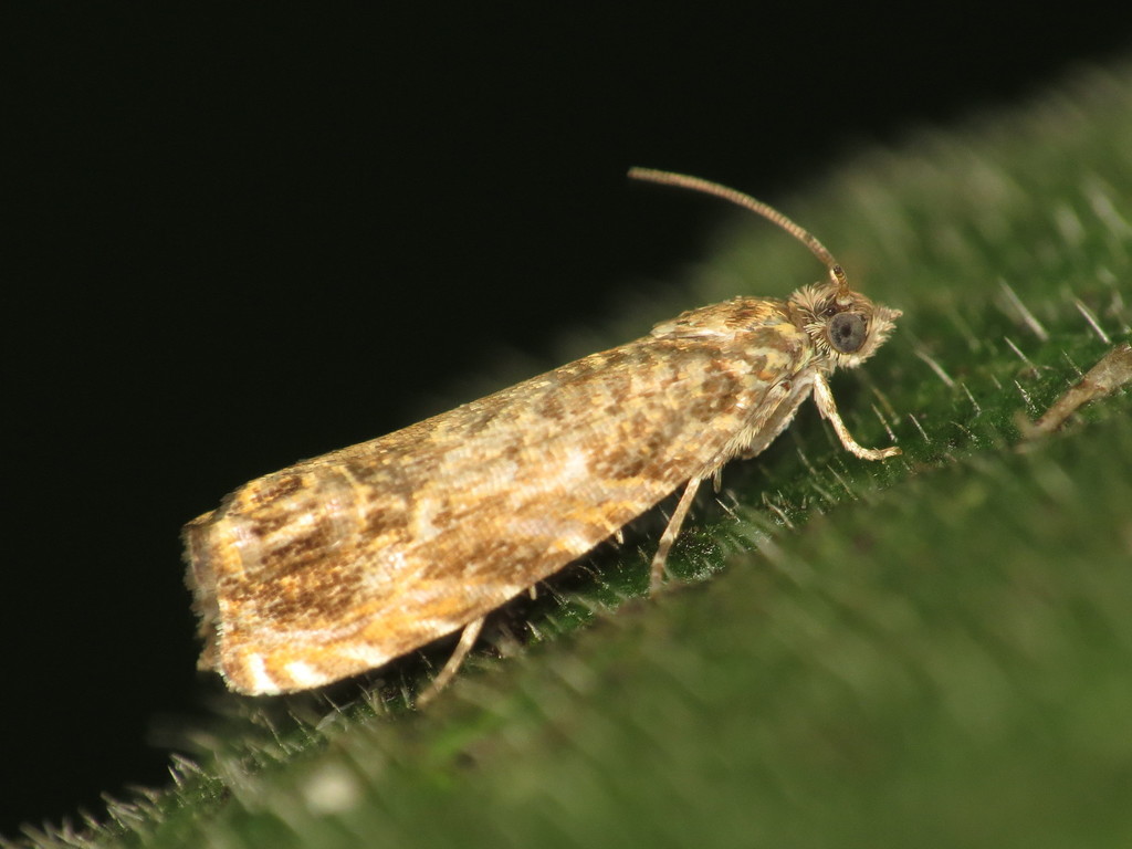 Pale-bordered Piercer