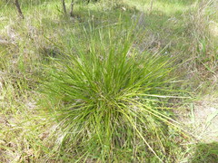 Lomandra densiflora