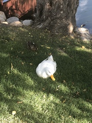 Anas platyrhynchos domesticus