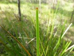 Lomandra densiflora