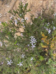 Philotheca salsolifolia