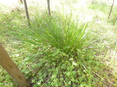 Lomandra densiflora