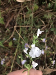 Salvia azurea azurea