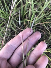 Andropogon gyrans