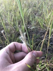 Andropogon gyrans