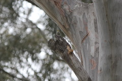 Pardalotus quadragintus