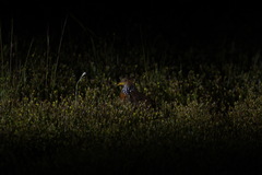 Pedionomus torquatus