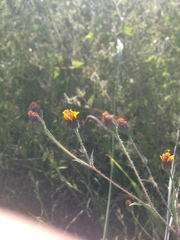 Simsia lagasceiformis