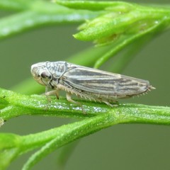 Amphigonalia severini