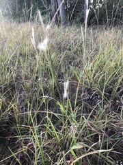Andropogon gyrans
